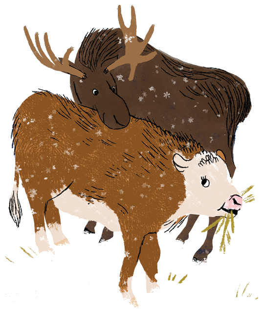 Drawing of moose and cow